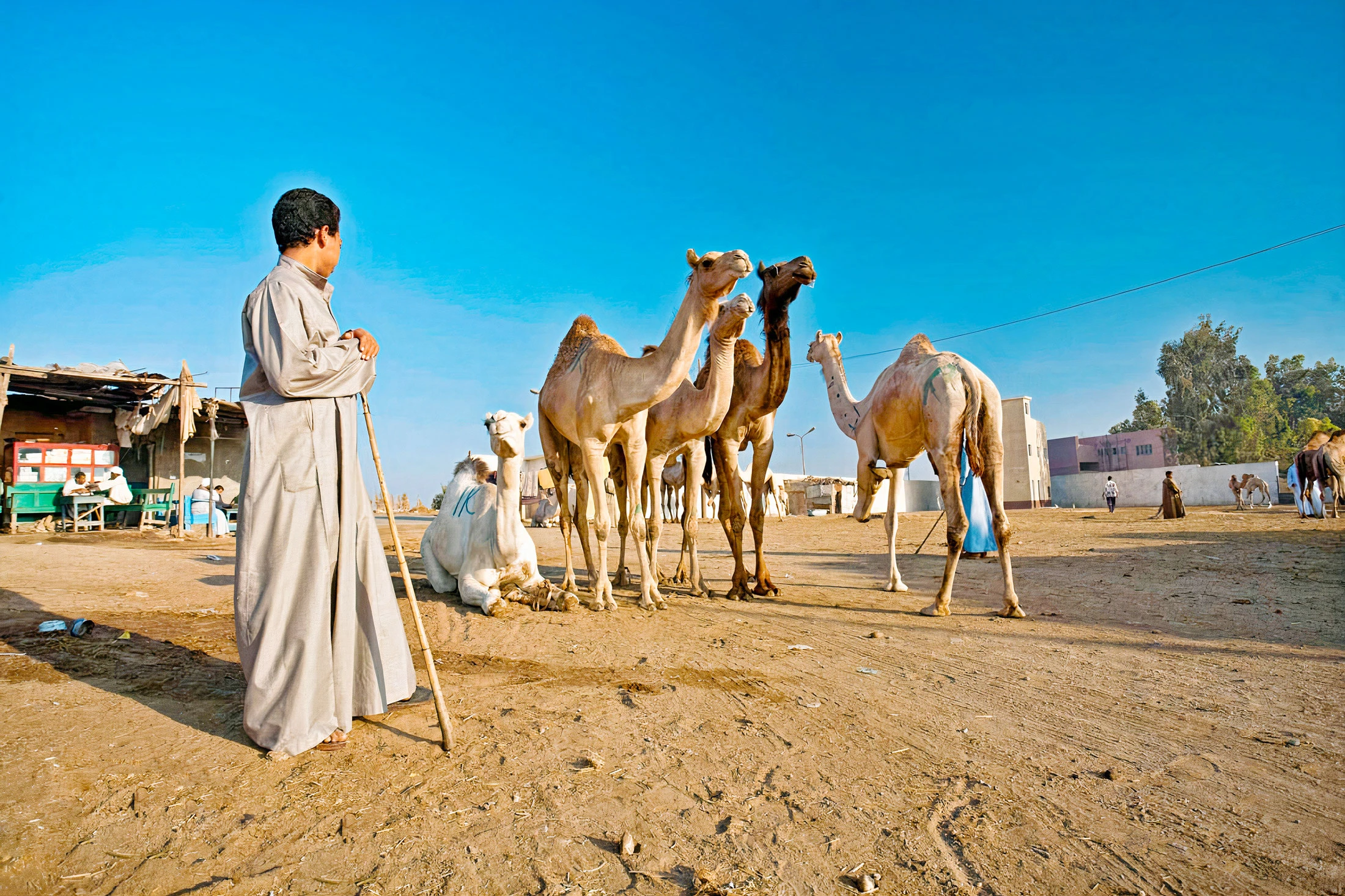 Birqash Camel Market Day Trip